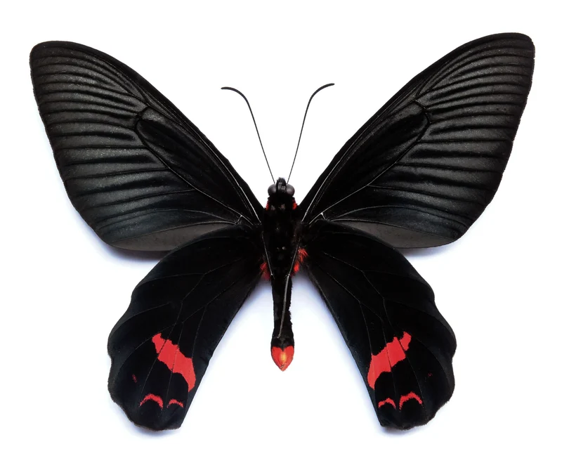 Atrophaneura dixoni Butterfly Specimen | A1 Quality | Dry-Preserved PAPILIONIDAE