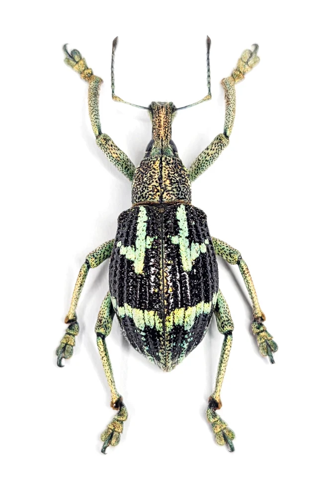 Rhinoscapha basilica Beetle Specimen | A1 Quality | Dry-Preserved CURCULIONIDAE