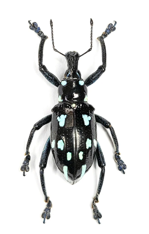 Rhinoscapha lunulata Beetle Specimen | A1 Quality | Dry-Preserved CURCULIONIDAE