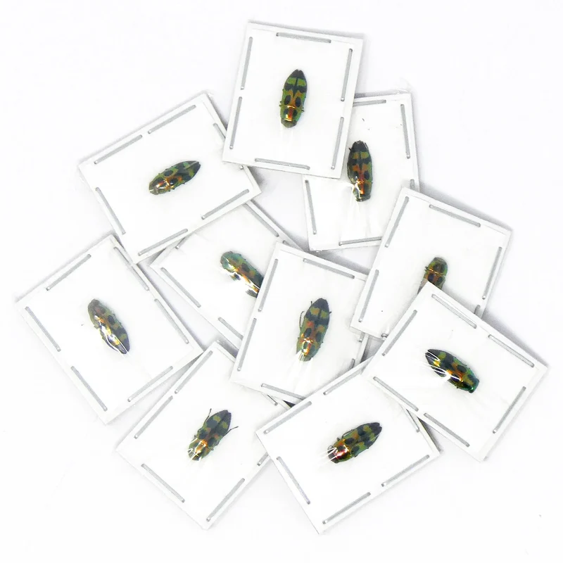Melobasis viridifrons Beetle Specimen | A1 Quality | Dry-Preserved BUPRESTIDAE