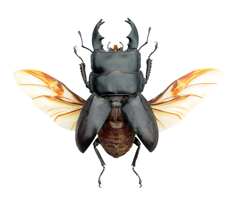 Dorcus alcides Beetle Specimen | A1 Quality | Dry-Preserved LUCANIDAE