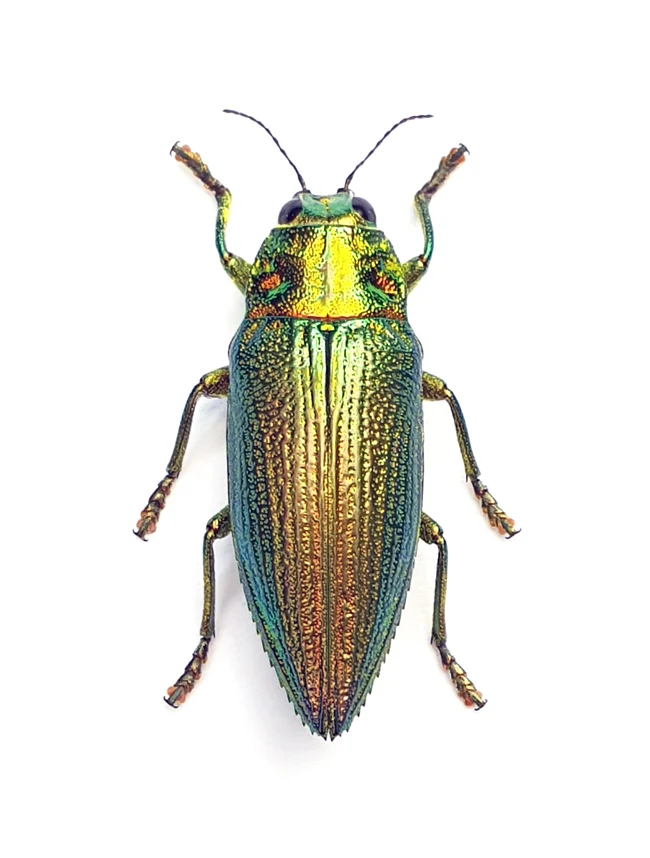 Premium Assorted Dry-Preserved Specimens | Beetles, Bats, Frogs, Tarantulas & More | A1 Quality