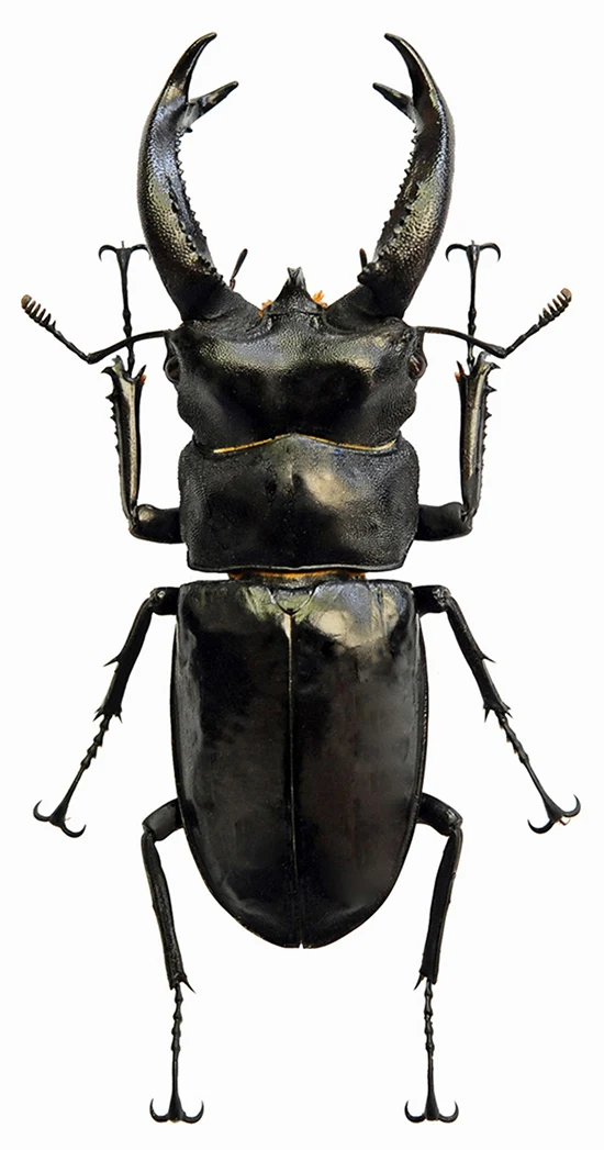 Premium Assorted Dry-Preserved Specimens | Beetles, Bats, Frogs, Tarantulas & More | A1 Quality