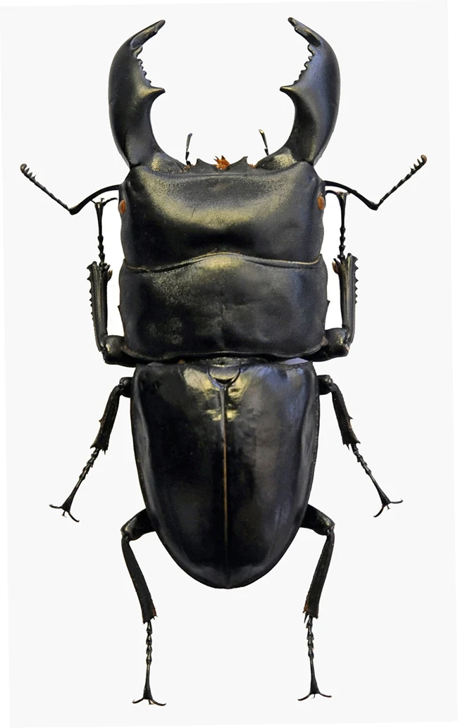 Dorcus titanus yasuokai Beetle Specimen | A1 Quality | Dry-Preserved LUCANIDAE