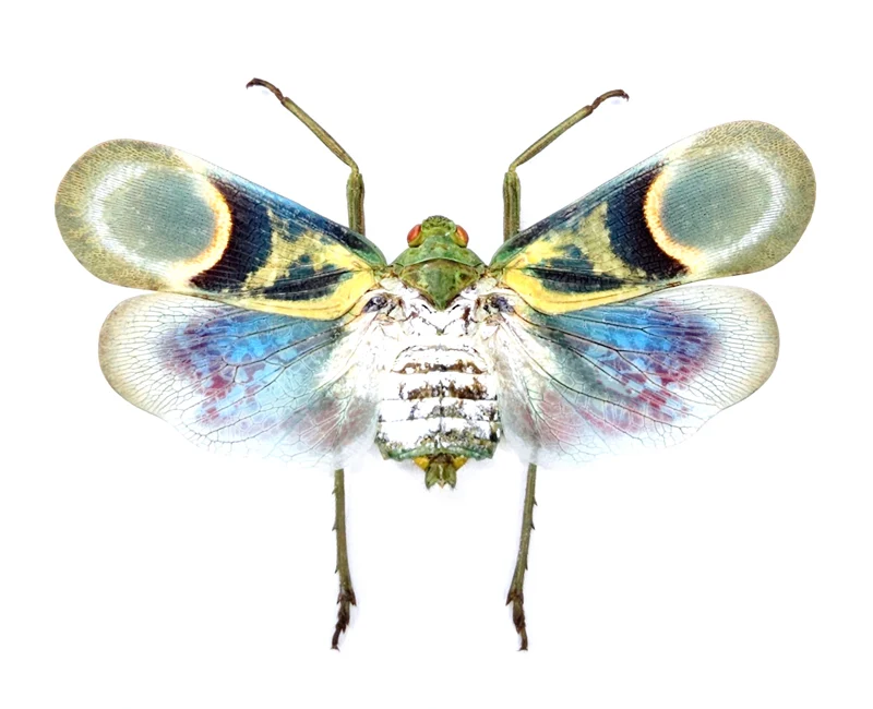 Scamandra pocerattui Planthopper Specimen | A1 Quality | Dry-Preserved Spread | FULGORIDAE