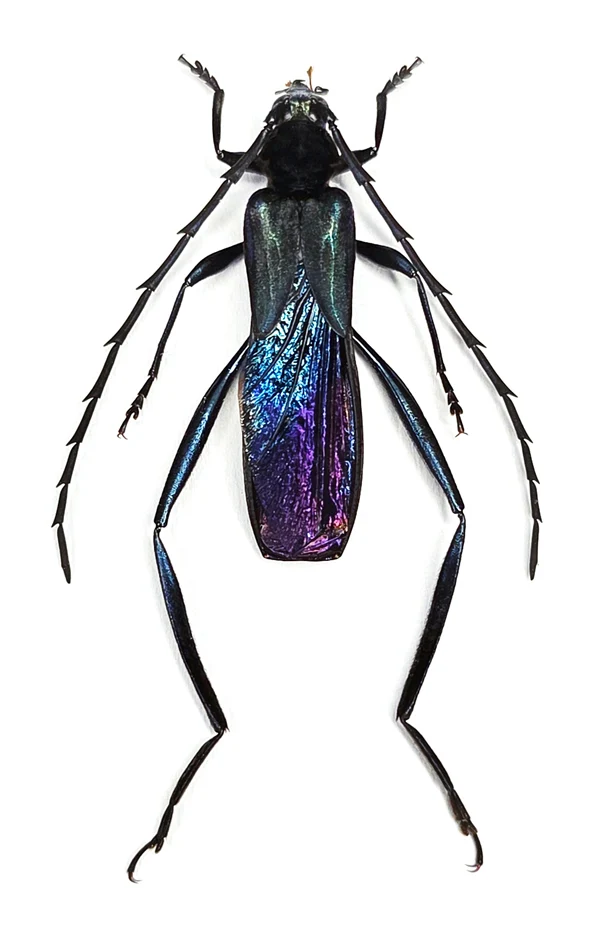 Scalenus borneensis Beetle Specimen | A1 Quality | Dry-Preserved CERAMBYCIDAE