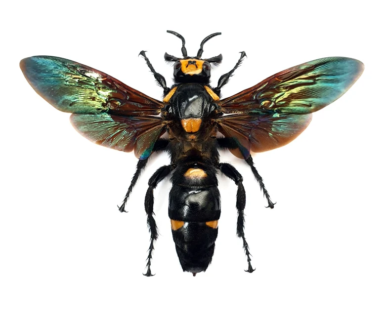 Megascolia procer javanensis Scoliid Wasp Specimen | A1 Quality | Spread & Dry-Preserved HYMENOPTERA