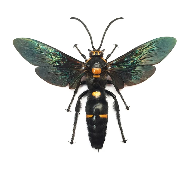 Megascolia procer javanensis Scoliid Wasp Specimen | A1 Quality | Spread & Dry-Preserved HYMENOPTERA