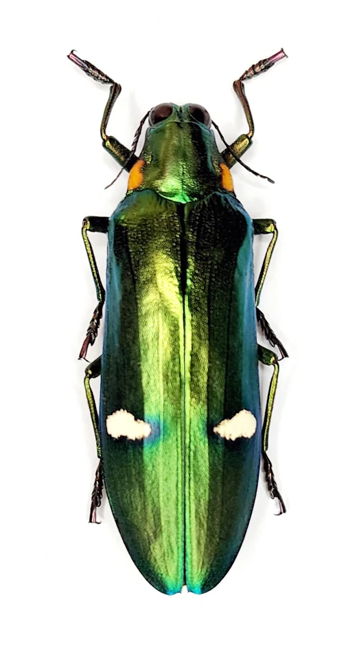 Megaloxantha bicolor othanii Beetle Specimen | A1 Quality | Dry-Preserved BUPRESTIDAE