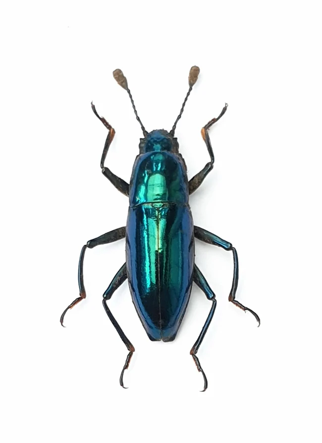 500 Assorted Unmounted Beetles & Insects | Wholesale Specimen Lot