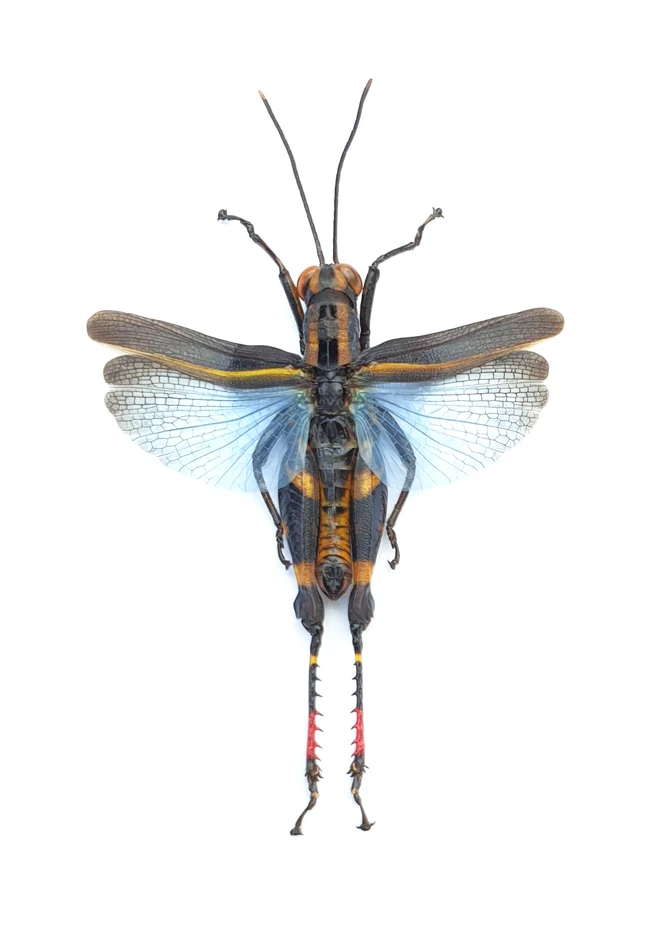 Premium Assorted Dry-Preserved Specimens | Beetles, Bats, Frogs, Tarantulas & More | A1 Quality