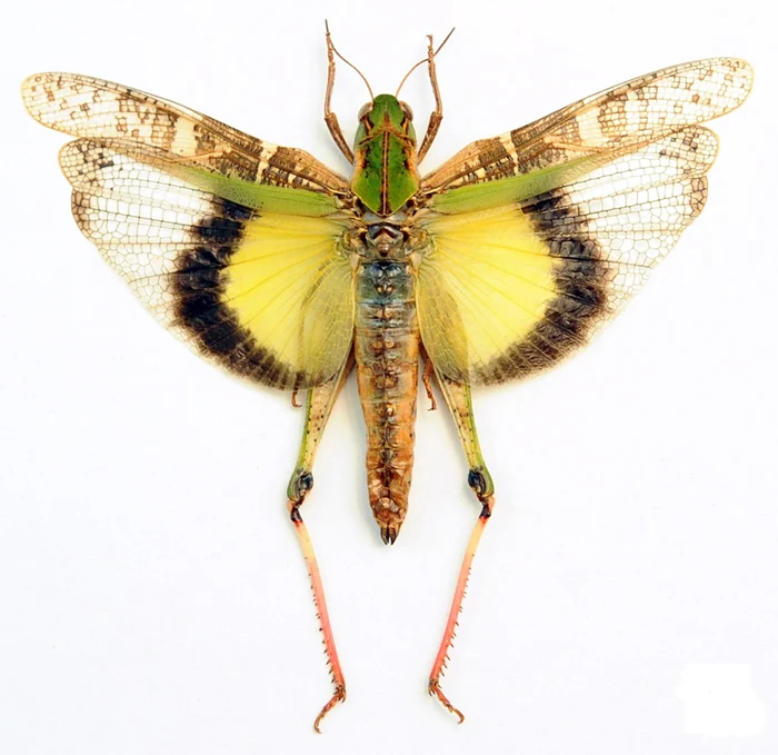 Gastrimargus africanus parvulus Grasshopper Specimen | A1 Quality | Dry-Preserved ORTHOPTERA
