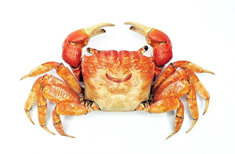 Neosarmatium meinerti | Mangrove Crab Specimen | A1 Quality | Dry-Preserved DECAPODA