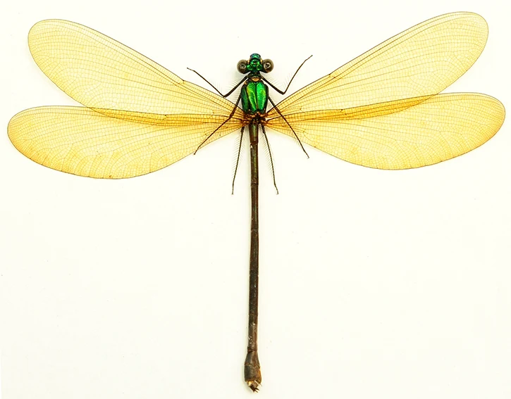 Vestalis luctuosa Damselfly Specimen | A1 Quality | Dry-Preserved Spread | ODONATA