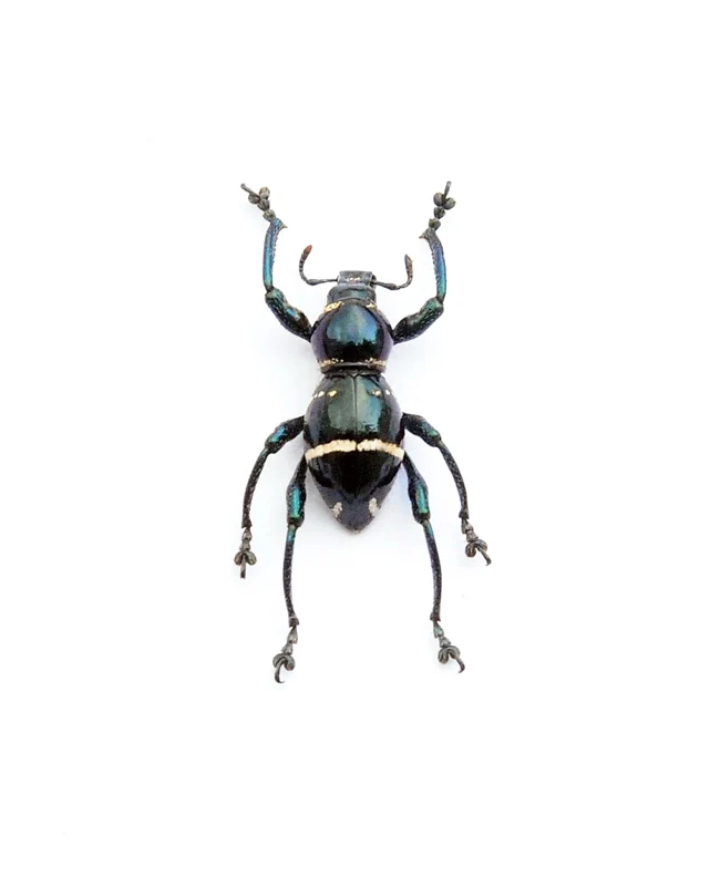 Pachyrrhynchus morotaiensis Beetle Specimen | A1 Quality | Dry-Preserved CURCULIONIDAE