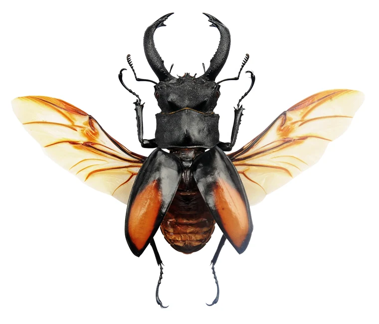 Hexarthrius parryi paradoxus Beetle Spread Specimen | A1 Quality | Dry-Preserved LUCANIDAE (Spread-Wings)