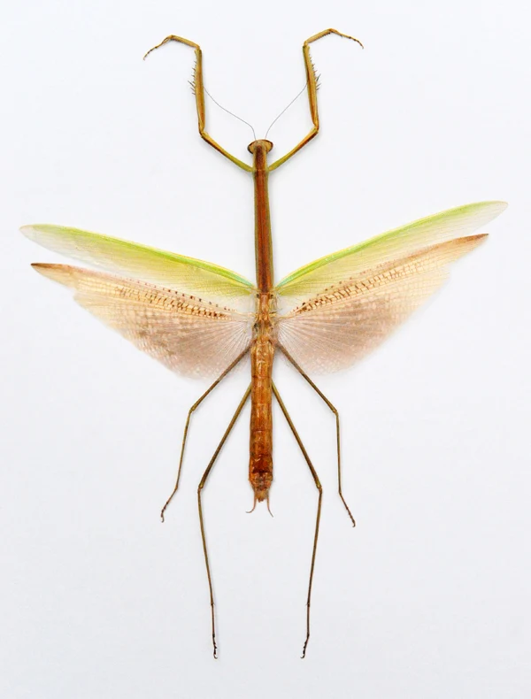 Tenodera angustipennis Mantis Specimen | A1 Quality | Dry-Preserved Spread | MANTODEA