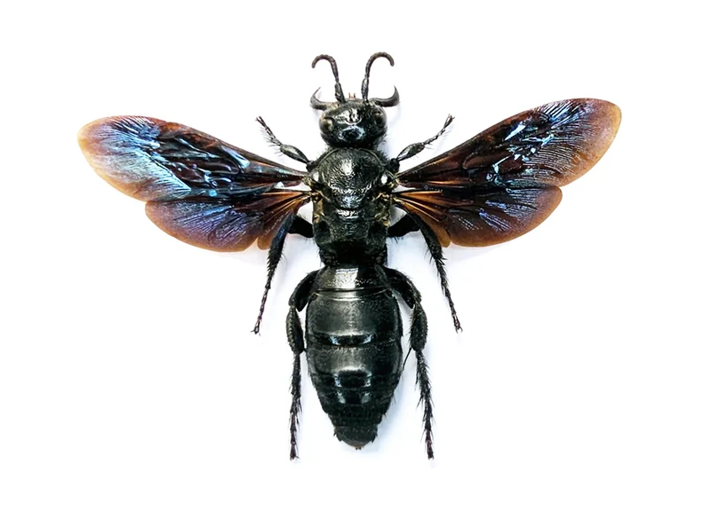 Scolia affinis Scoliid Wasp Specimen | A1 Quality | Spread & Dry-Preserved HYMENOPTERA