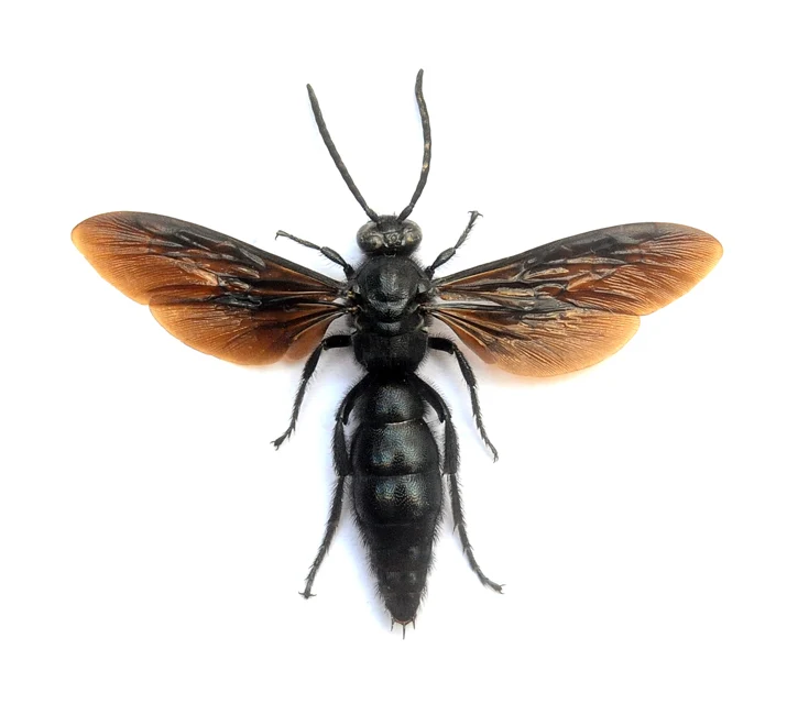500 Assorted Unmounted Beetles & Insects | Wholesale Specimen Lot