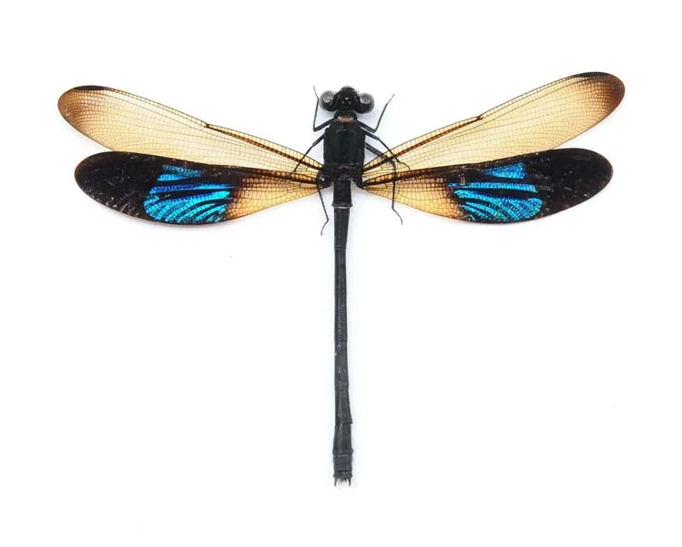 500 Assorted Unmounted Beetles & Insects | Wholesale Specimen Lot