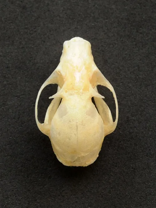 Cynopterus minutus Bat Skull | A1 Quality | Dry-Preserved SKULL