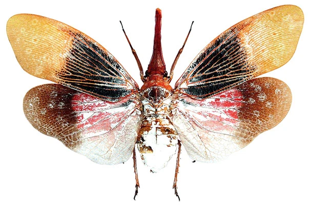 Premium Assorted Dry-Preserved Specimens | Beetles, Bats, Frogs, Tarantulas & More | A1 Quality