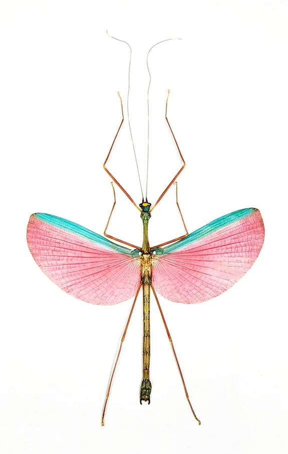 Marmessoidea rosea Stick Insect Specimen | Spread | A1 Quality | Dry-Preserved PHASMATODEA