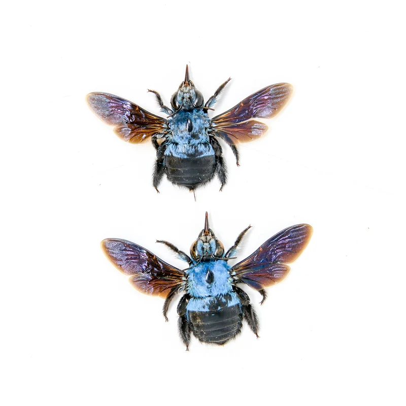 Lot of 25 Blue Carpenter Bees (Xylocopa caerulea) A1 Spread Specimens