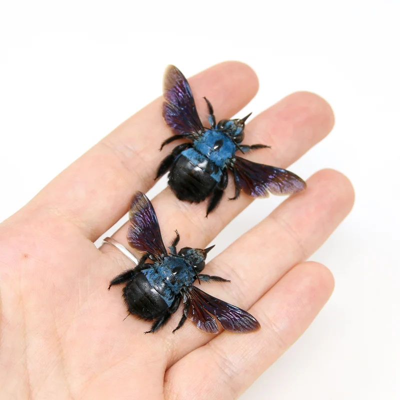 Lot of 25 Blue Carpenter Bees (Xylocopa caerulea) A1 Spread Specimens