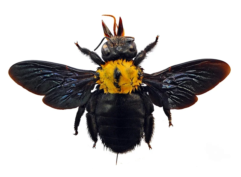 Xylocopa aestuans Yellow Carpenter Bee Specimen | A1 Quality | Spread & Dry-Preserved HYMENOPTERA