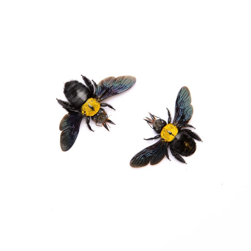 Xylocopa aestuans Yellow Carpenter Bee Specimen | A1 Quality | Spread & Dry-Preserved HYMENOPTERA