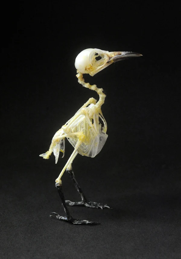 Aegithina tiphia scapularis Bird Skeleton | A1 Quality | Dry-Preserved SKELETON