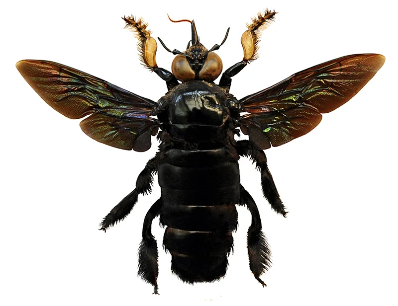 Xylocopa latipes Giant Carpenter Bee Specimen | A1 Quality | Spread & Dry-Preserved HYMENOPTERA