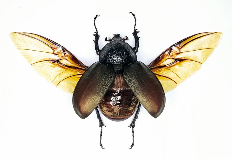 Chalcosoma chiron (Female) Beetle Spread Specimen | A1 Quality | Dry-Preserved DYNASTINAE (Wings-Spread)