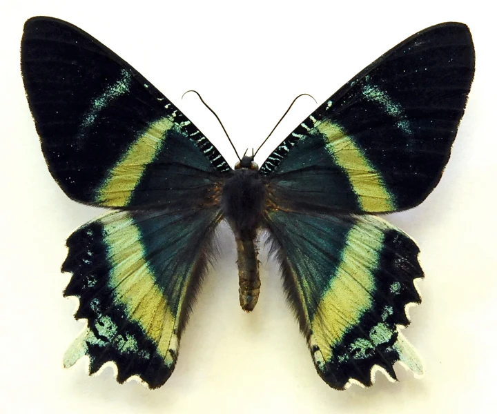 Alcides orontes Moth Specimen | A1 Quality | Dry-Preserved URANIIDAE