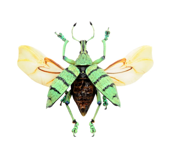 Eupholus schoenherri petiti Beetle Spread Specimen | A1 Quality | Dry-Preserved CURCULIONIDAE (Wings-Spread)
