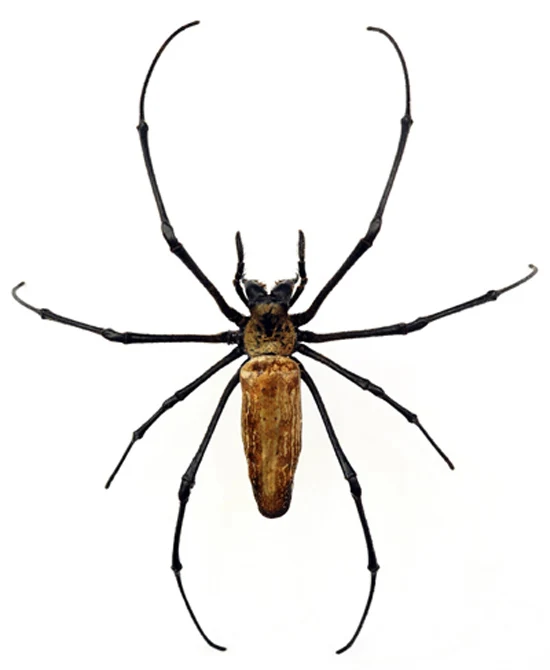 Nephila pilipes Giant Golden Silk Orb-Weaver Spider Specimen | A1 Quality | Dry-Preserved ARANEAE
