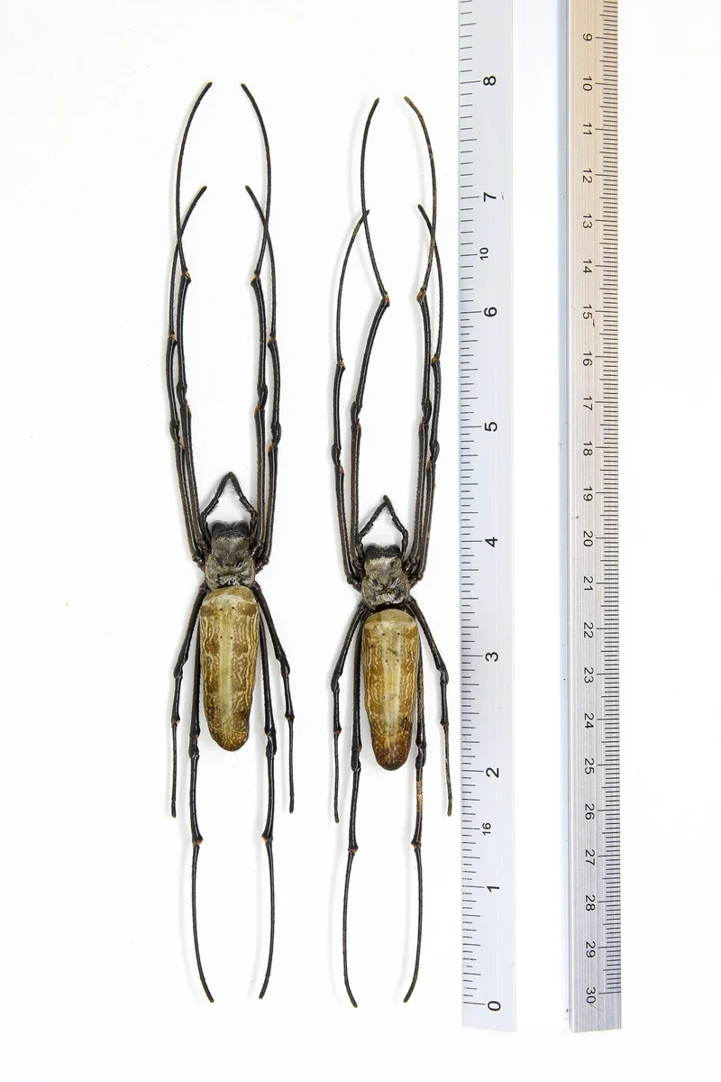 Nephila pilipes Giant Golden Silk Orb-Weaver Spider Specimen | A1 Quality | Dry-Preserved ARANEAE