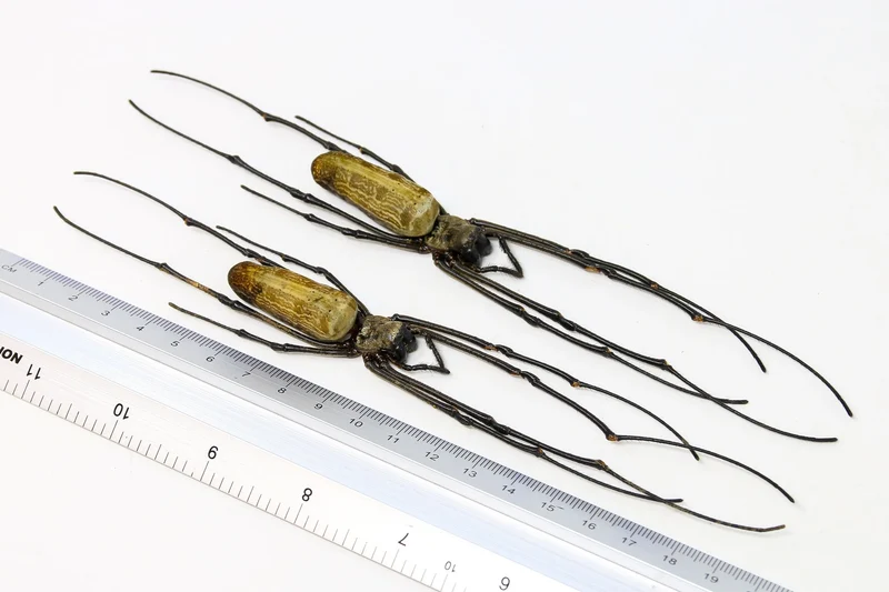 Nephila pilipes Giant Golden Silk Orb-Weaver Spider Specimen | A1 Quality | Dry-Preserved ARANEAE