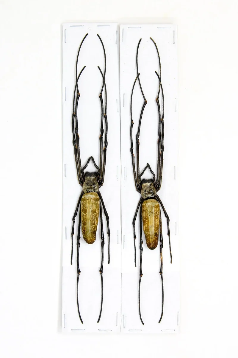 Nephila pilipes Giant Golden Silk Orb-Weaver Spider Specimen | A1 Quality | Dry-Preserved ARANEAE