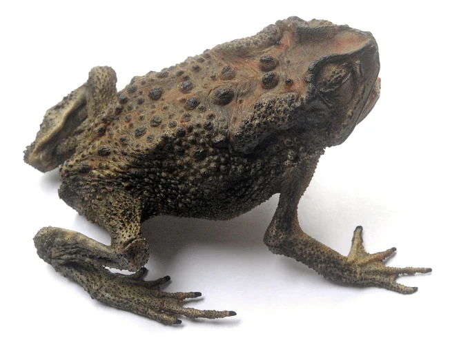Premium Assorted Dry-Preserved Specimens | Beetles, Bats, Frogs, Tarantulas & More | A1 Quality
