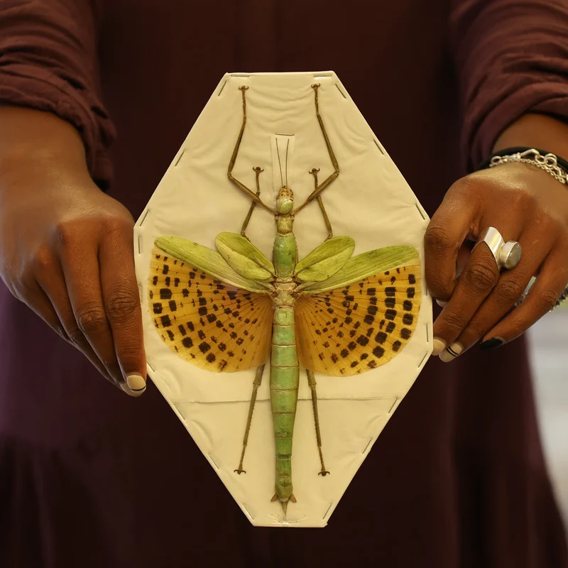 Paracyphocrania major Stick Insect Specimen | Spread | A1 Quality | Dry-Preserved PHASMATODEA