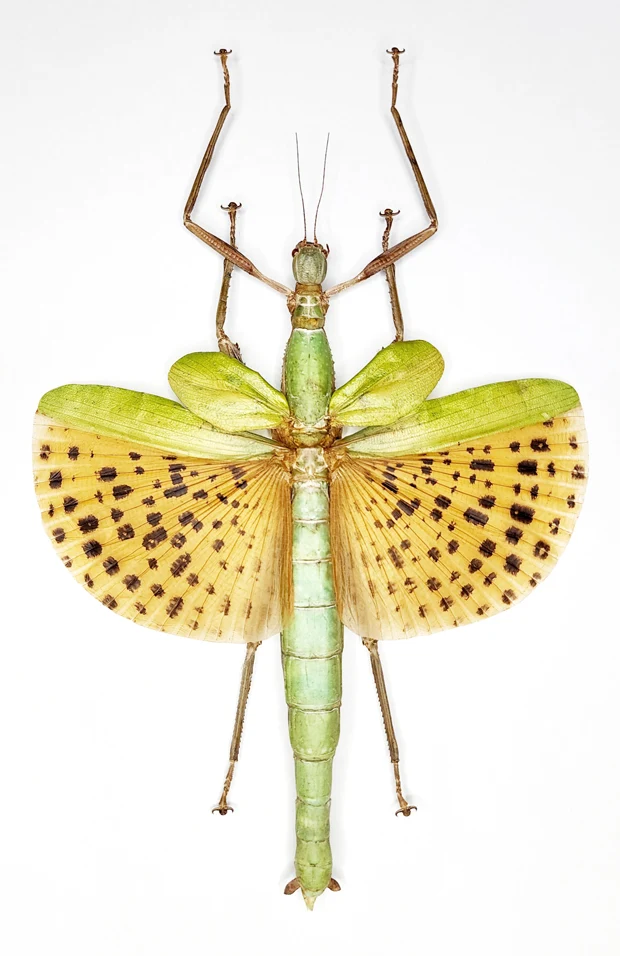 Paracyphocrania major Stick Insect Specimen | Spread | A1 Quality | Dry-Preserved PHASMATODEA