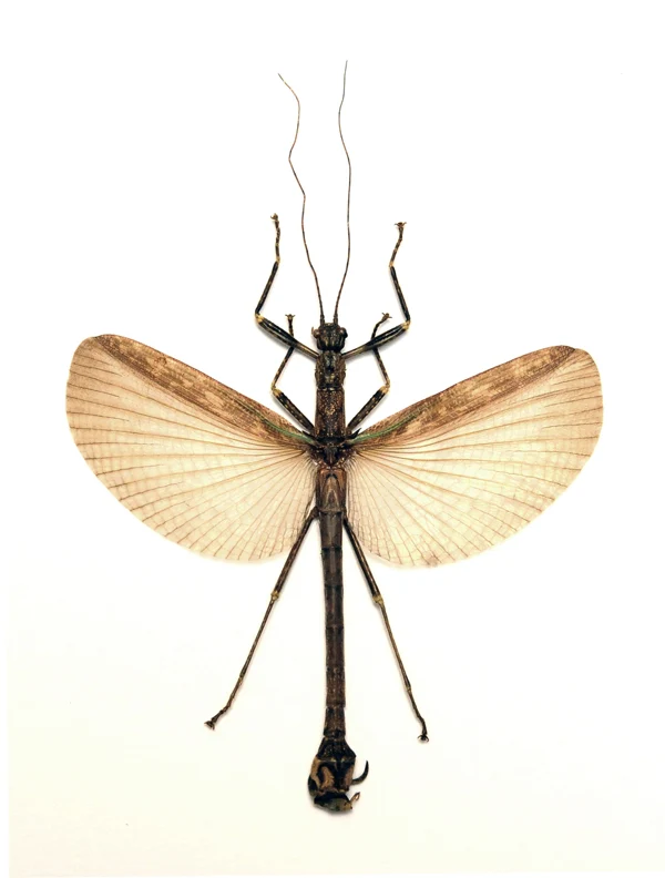 500 Assorted Unmounted Beetles & Insects | Wholesale Specimen Lot