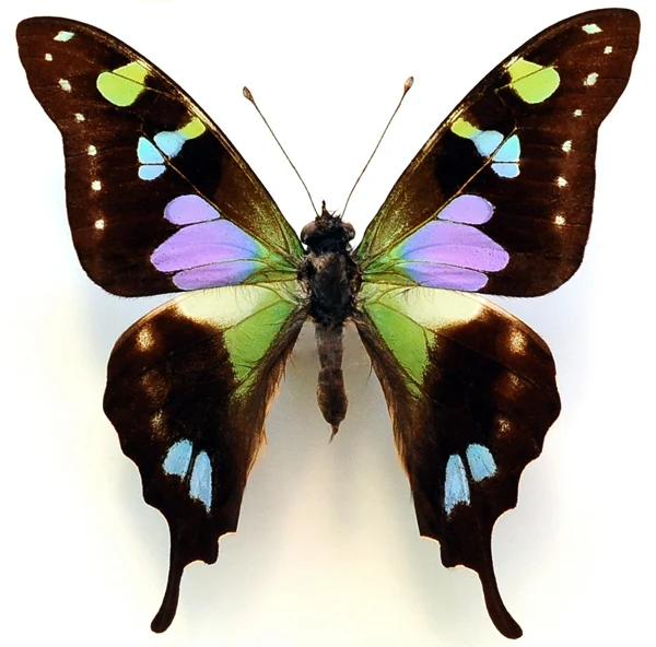 Graphium weiskei Butterfly Specimen | A1 Quality | Dry-Preserved PAPILIONIDAE