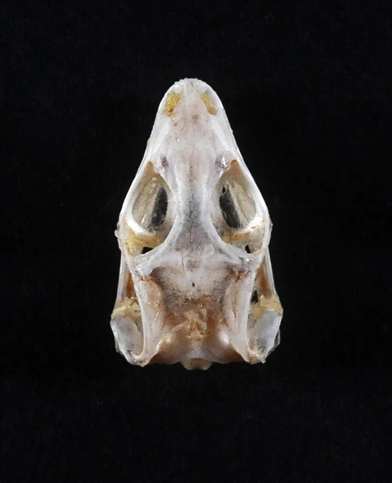 Eutropis multifasciata Lizard Skull | A1 Quality | Dry-Preserved SKULL