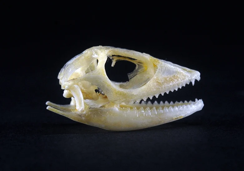 Bronchocela jubata Lizard Skull | A1 Quality | Dry-Preserved SKULL