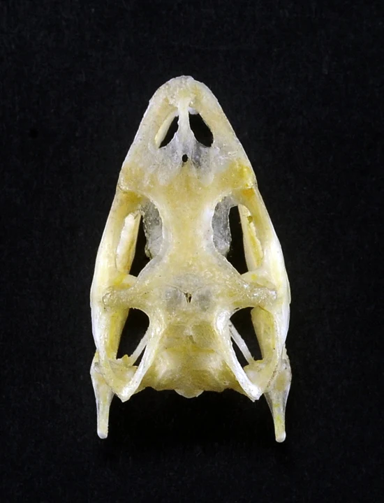 Bronchocela jubata Lizard Skull | A1 Quality | Dry-Preserved SKULL