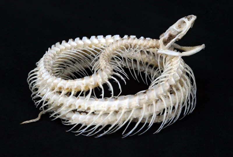 Xenochrophis vittatus Snake Skeleton | A1 Quality | Dry-Preserved Coiled SKELETON