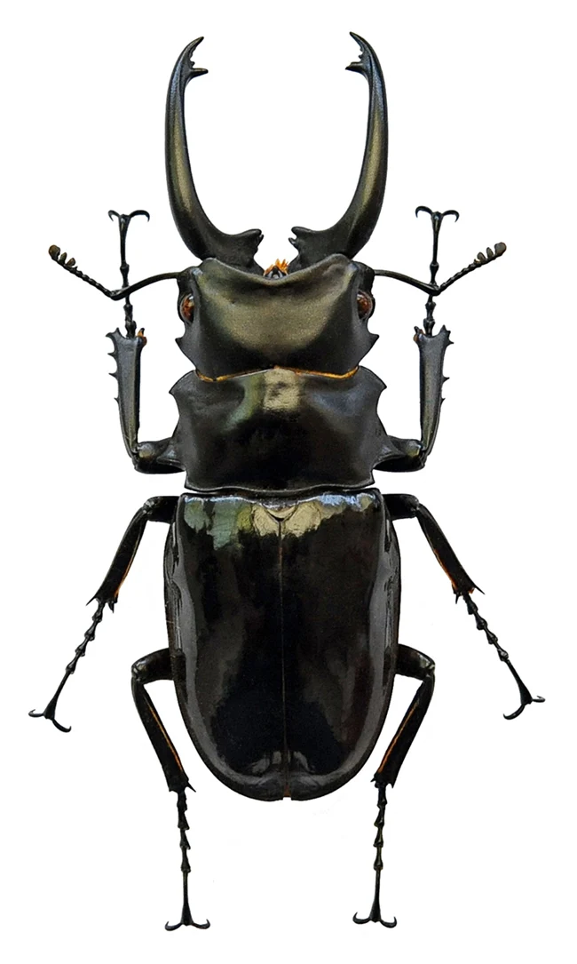 Odontolabis dalmanni celebensis Beetle Specimen | A1 Quality | Dry-Preserved LUCANIDAE